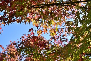 木陰でひっそりと色づいたモミジの紅葉＠山形