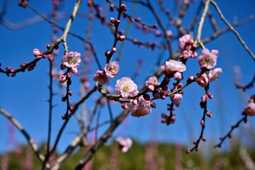 冬の日差しを浴びて咲く満開の淡いピンクの梅