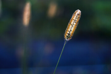 wild meadow grasses with sunset light - close up