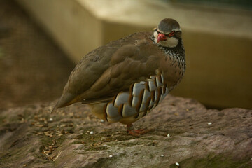 The red-legged partridge (Alectoris rufa).