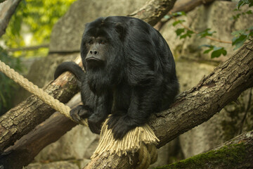 The Black-howler monkey (Alouatta caraya).