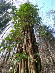 Common ivy (Hedera helix), European ivy or der Gemeine Efeu in the natural protection zone Aargau...