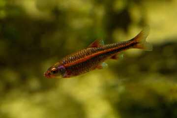 The Rainbow Shiner (Notropis chrosomus).