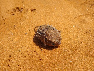 dead pufferfish on the beach