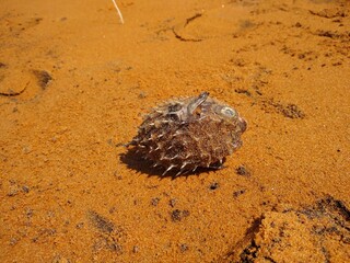 dead pufferfish on the beach