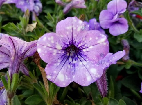 A Light Purple Color Of Petunia Crystal Sky At Full Bloom