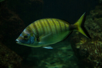 Naklejka premium The Sharpsnout seabream (Diplodus puntazzo).