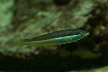 The Rainbow wrasse (Coris julis)