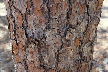 Close up of the cracked on the pine tree bark