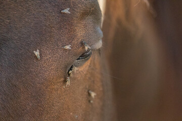 Horse with Flies on Eyes