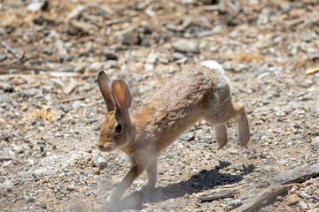 Rabbit Running in San Luis Obispo California