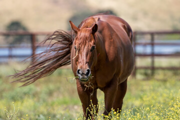 Pregnant Horse in Open Pasture Walking and Grazing