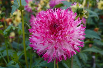 Close up Dahlia pinnata flowering in spring. Dahlias grow and flower best in a well-drained, Dahlia Flower in the Garden.