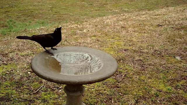 grackle at birdbath