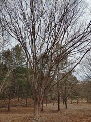 곧게 뻗은 나뭇가지들