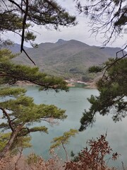 솔나무 사이로 보이는 풍경