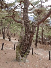 사랑이 이뤄지는 정사나무