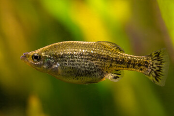 The butterfly splitfin or butterfly goodeid (Ameca splendens).