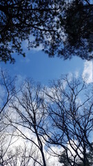 trees and sky