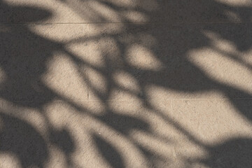 tree shadow on the ground