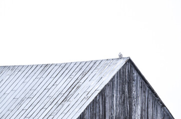 Snowy owl