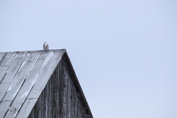 Snowy owl