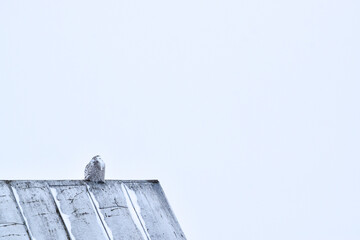 Snowy owl