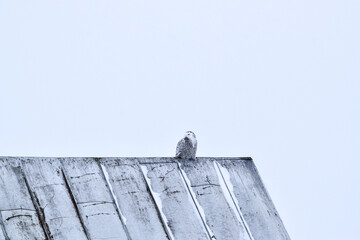 Snowy owl 