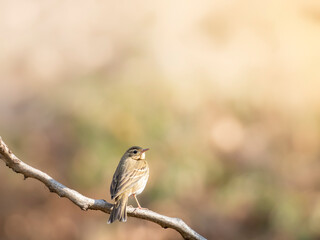 bird on a branch