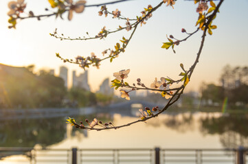 Spring scenery of Yuehu Park in Hanyang, Wuhan, Hubei, China