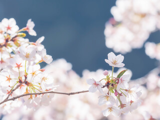 日本の桜の花　ソメイヨシノ