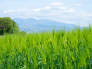 初夏の大麦畑と赤城山