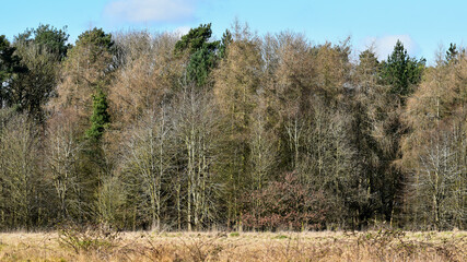 Fototapeta premium Wood in spring, Coombe Abbey, Coventry, England, UK