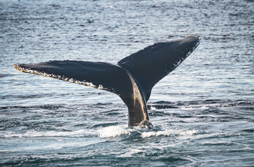 A humpback whale (megaptera novaeangliae) with its tail fluke out of the water. Copy space. Great...