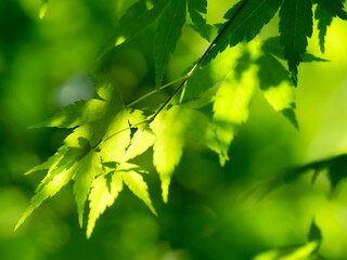 緑色のカエデの葉のアップ