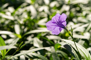 beautiful lilac Ruellia brittoniana flower close up