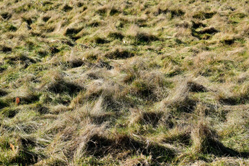 Grass in the meadow in the wind in spring, Coombe Abbey, Coventry, England