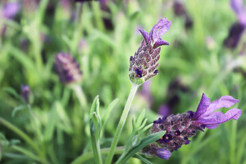 Closeup of purple lavender blossoms in the garden