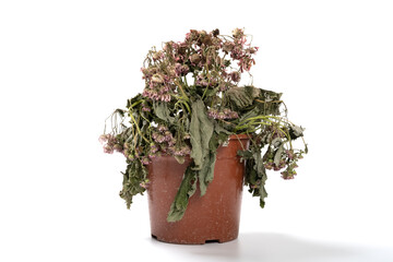 faded lilac chrysanthemum flower on white background