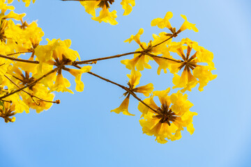 blooming Guayacan or Handroanthus chrysanthus or Golden Bell Tree