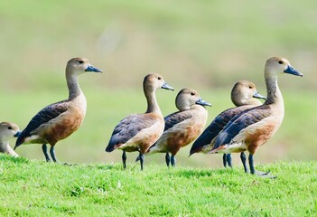 group of geese