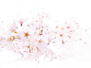 日本の桜の花　ソメイヨシノ