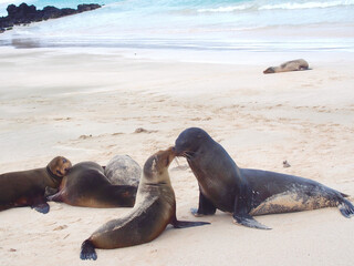 Fototapeta premium Sea Lions, Galapagos, Ecuador