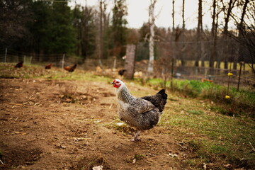 Chickens free ranging on a small farm in the country. Small scale poultry farming in Ontario, Canada.	