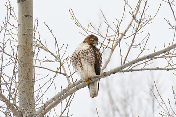 Red-tailed Hawk perched on a branch under a grey sky