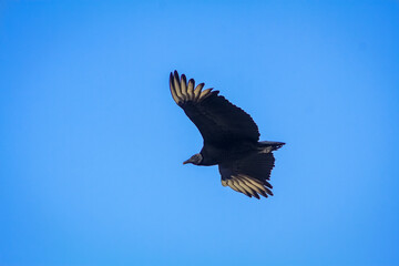 vulture in flight
