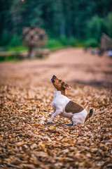 Young jack russell terrier playing outdoors near the forest.