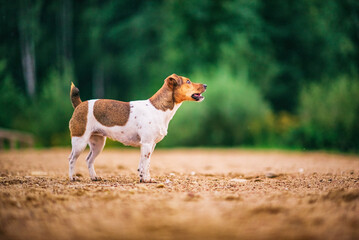 Young jack russell terrier playing outdoors near the forest.