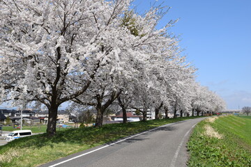 Fototapeta na wymiar 赤川の桜並木 約300本の桜が1.5kmに渡り連なる
