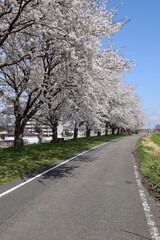 赤川の桜並木 約300本の桜が1.5kmに渡り連なる